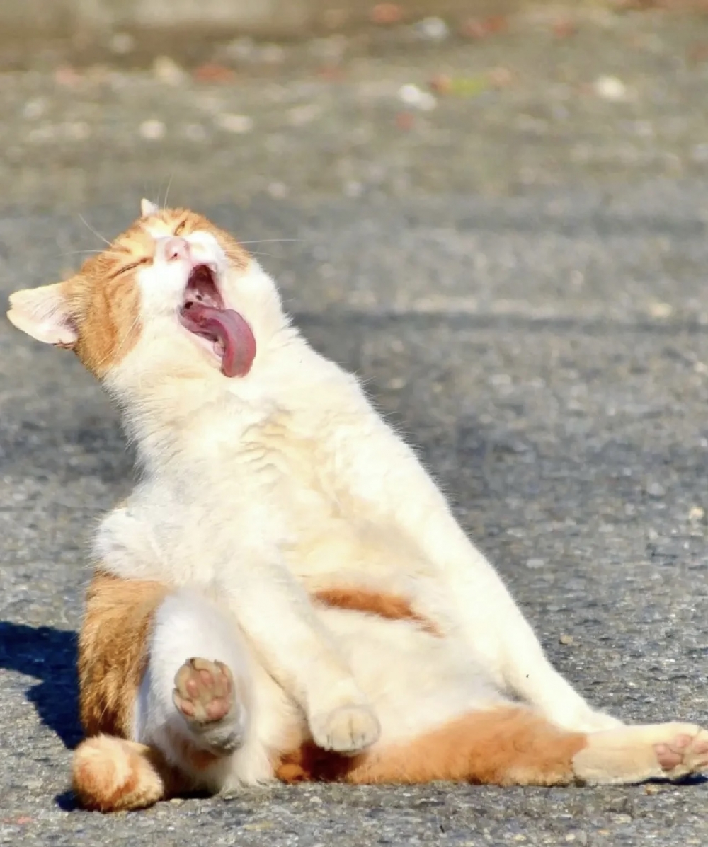 奴才：要不你自己看看照片？