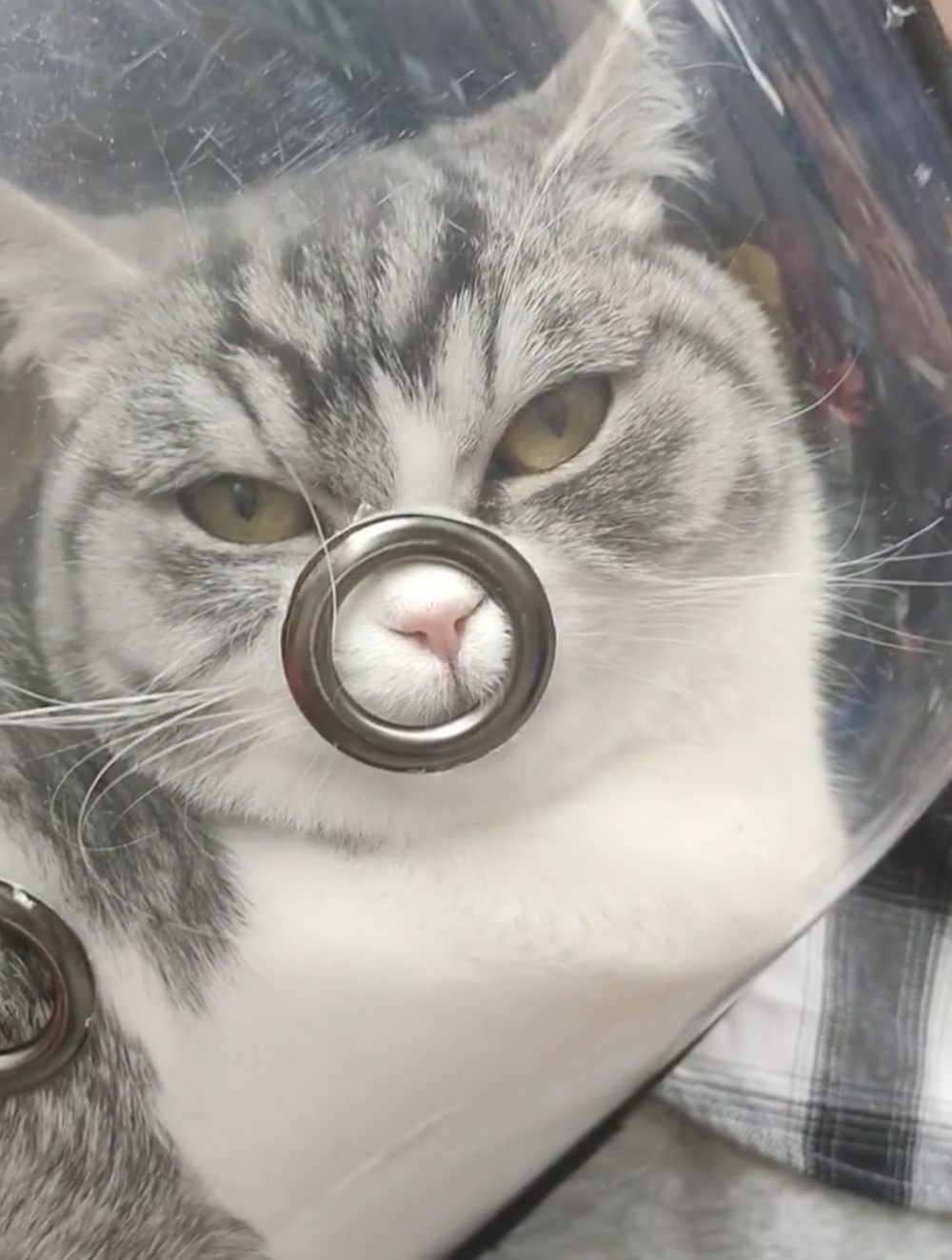 奴才：自己給自己升級嗎？