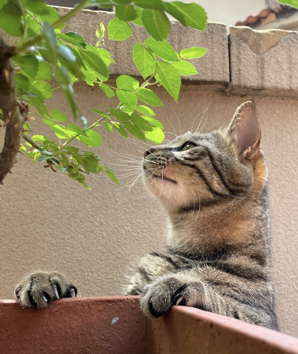 奴才：你想幹嘛呢