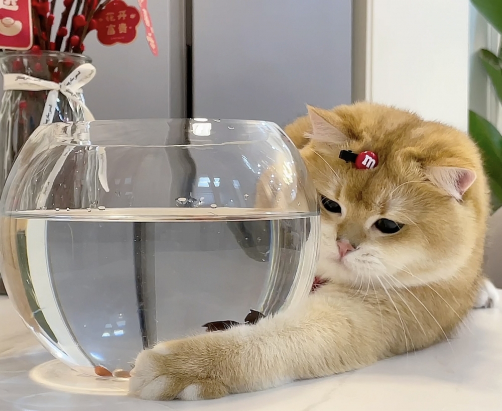 奴才：魚兒快被你嚇死了