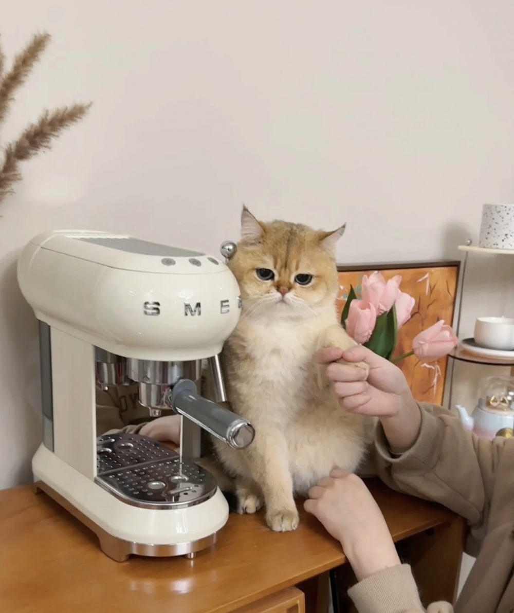 奴才：拜託拜託也不行嗎？