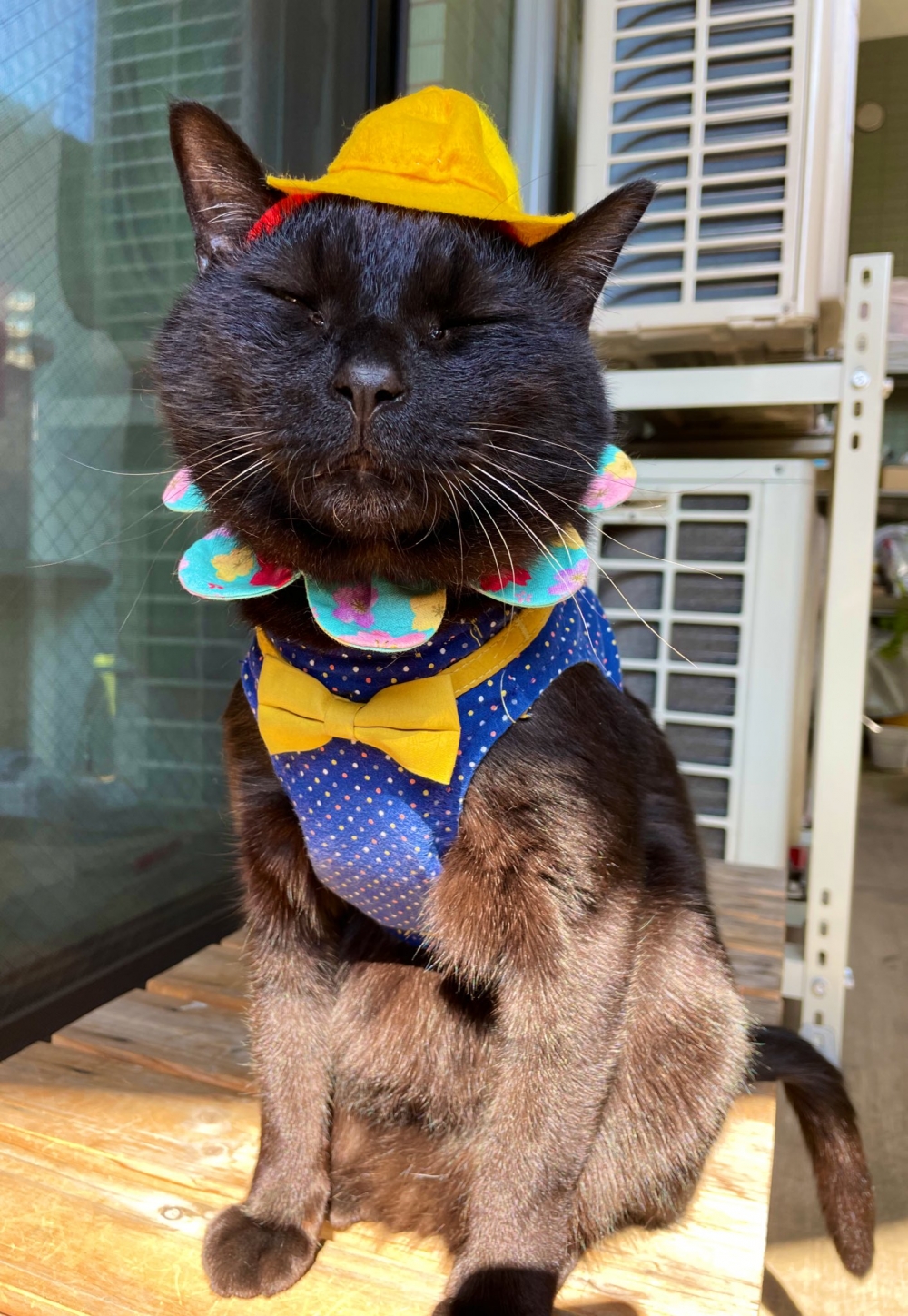 奴才：你喜歡就好啦