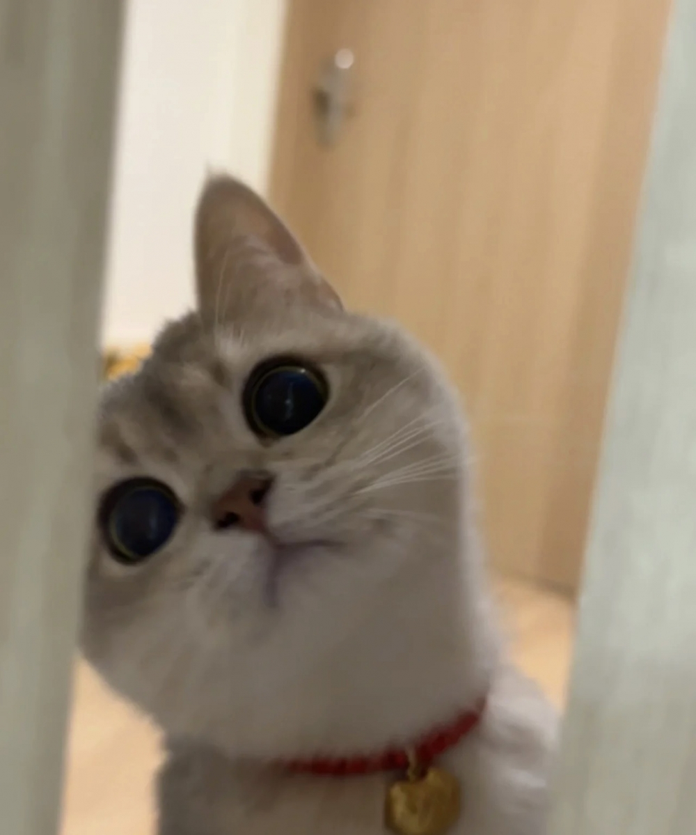 奴才：我不需要你陪啦