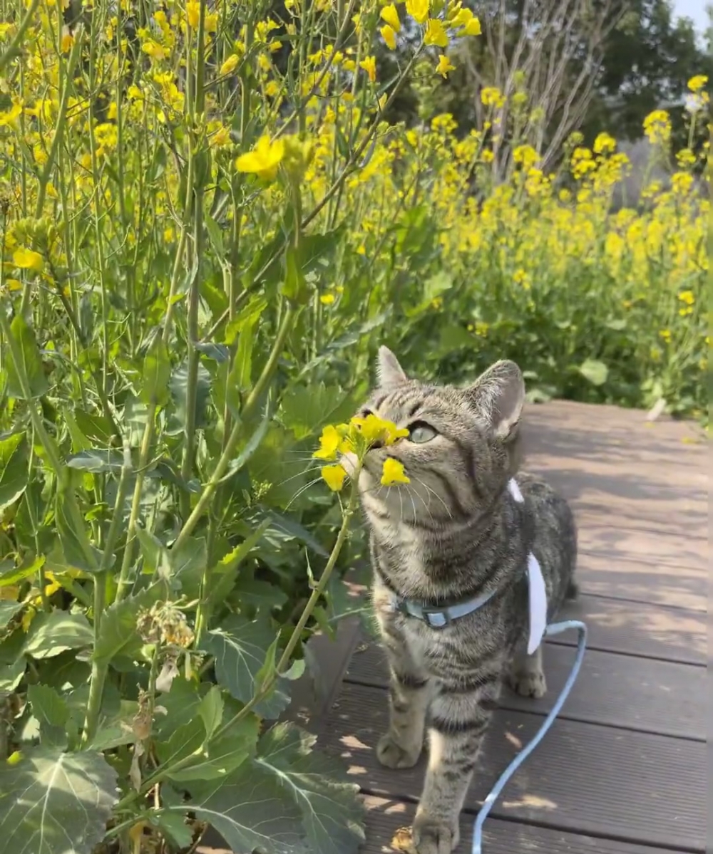 奴才：你小心一點，別把花花給摘了