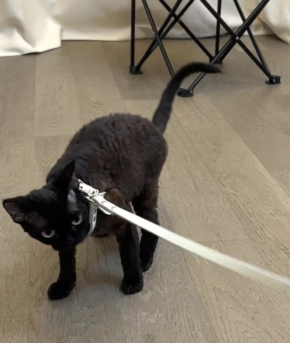 奴才：也不是強迫，既然你不想走那我就抱你走好了