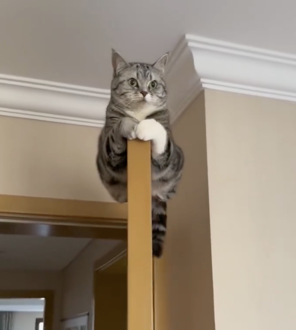 奴才：那麼胖要是摔下來會變「喵餅」喔