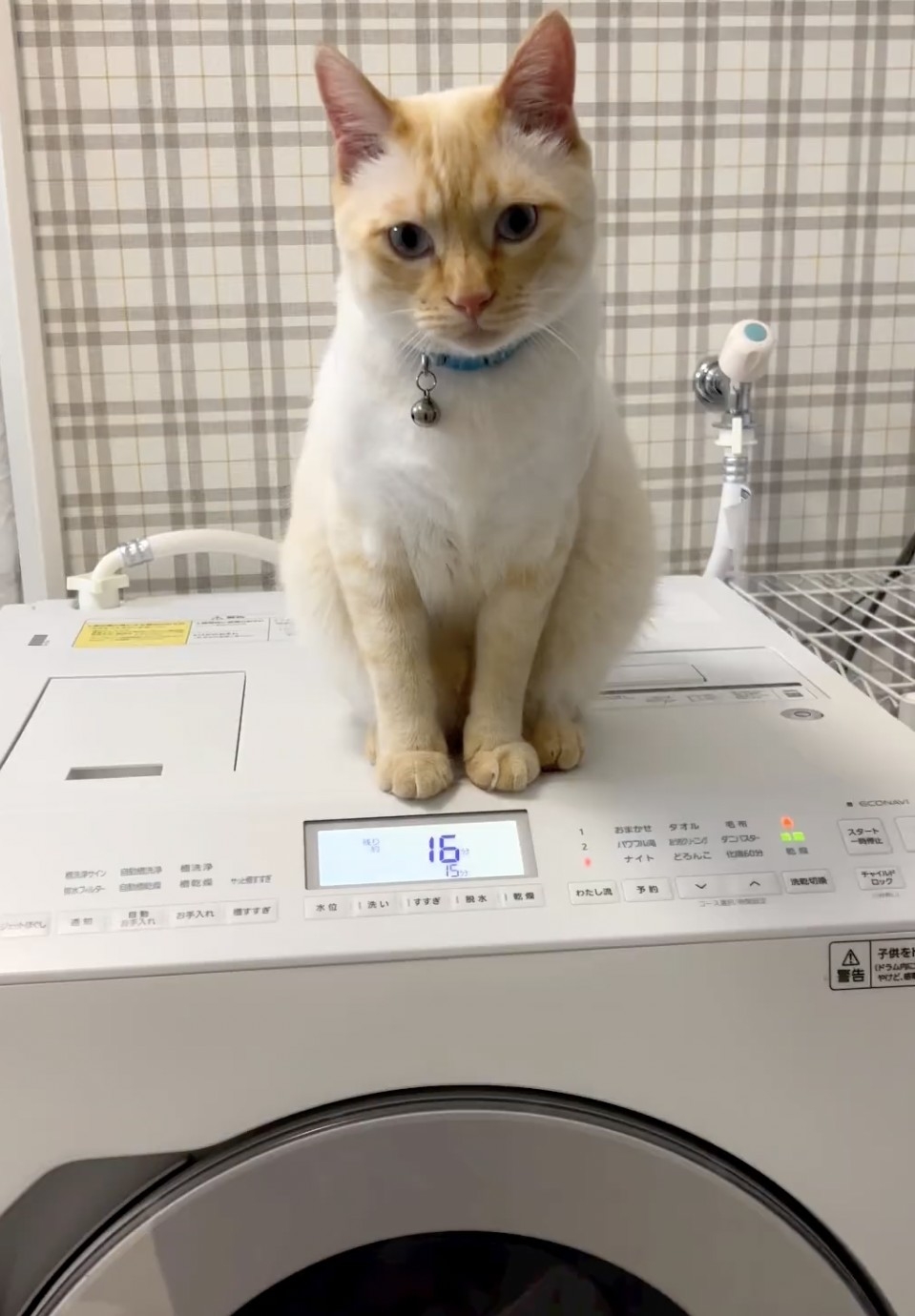 奴才:你也不算太胖吧