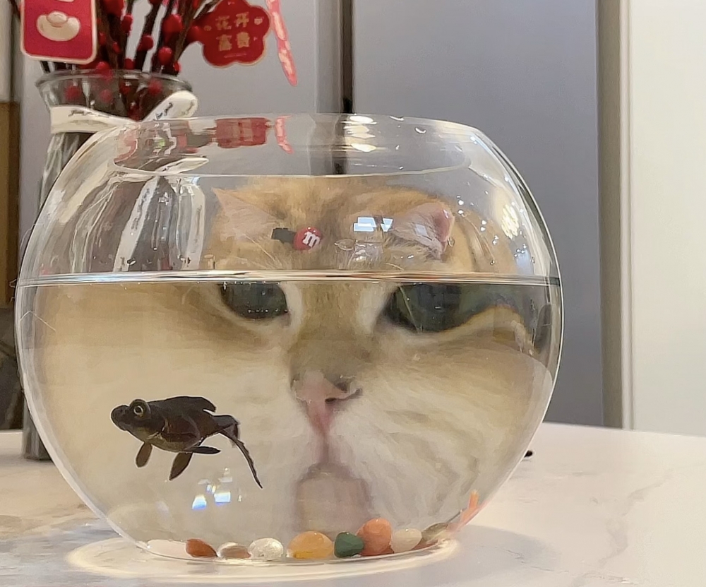 奴才：你這樣魚兒會更害怕吧～