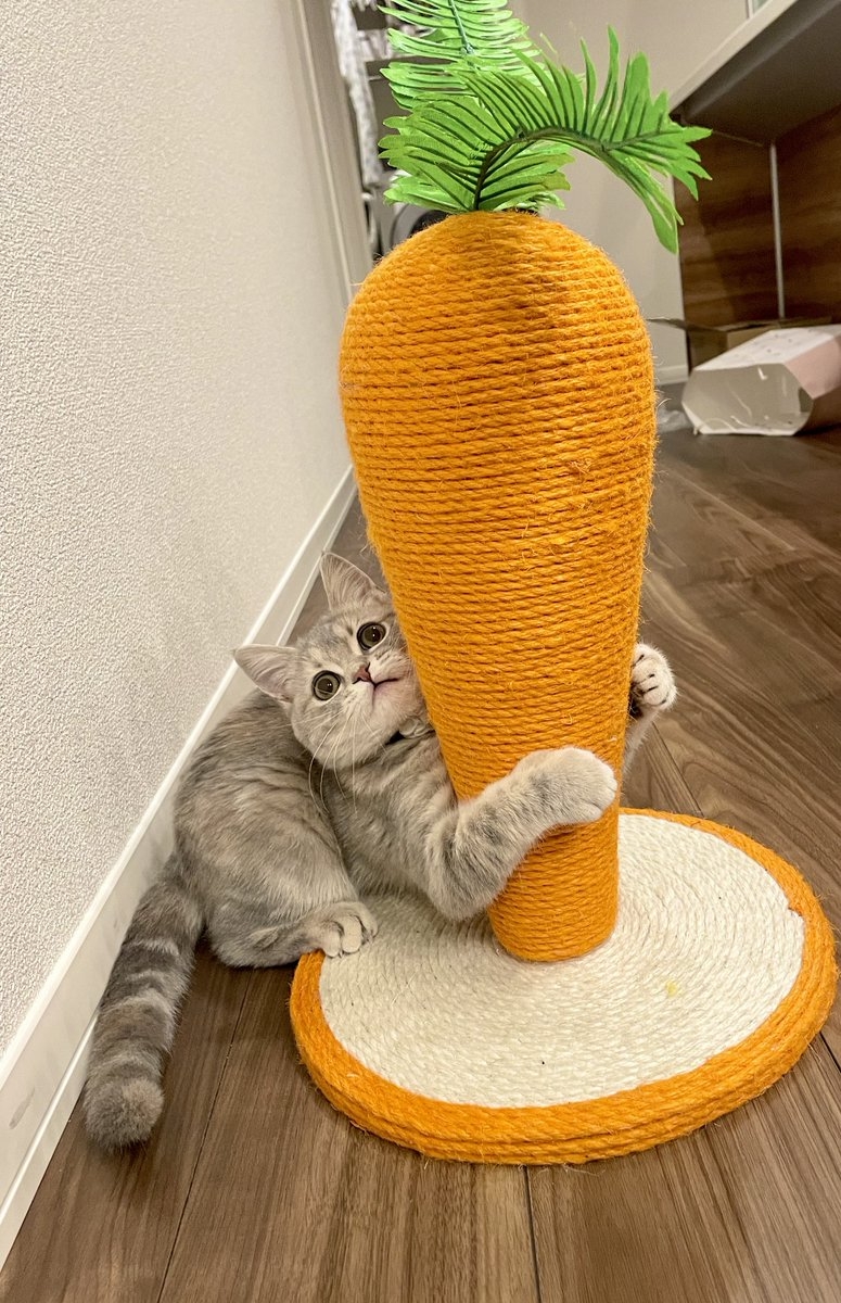 喵：還不錯，謝謝奴才的禮物喔！