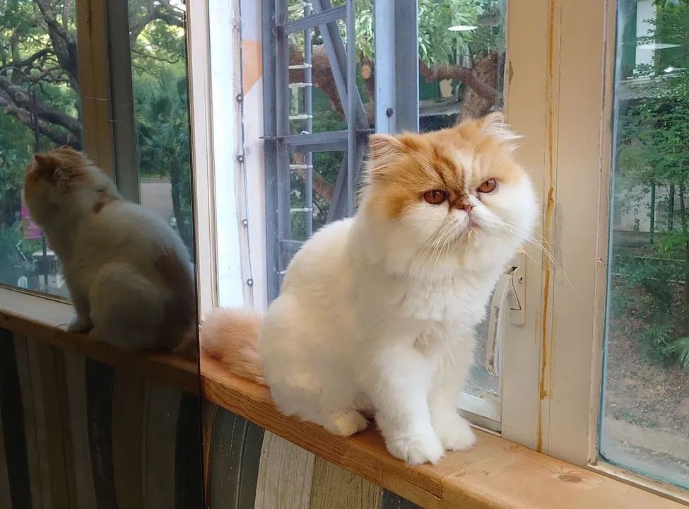 Meowcastle 貓喵堡
