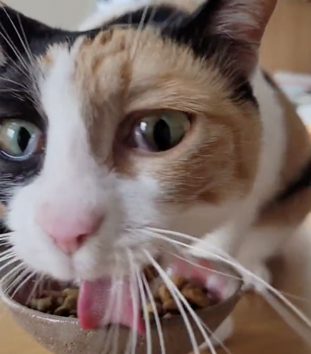 奴才：還真的是一丁點都要吃進肚子啊