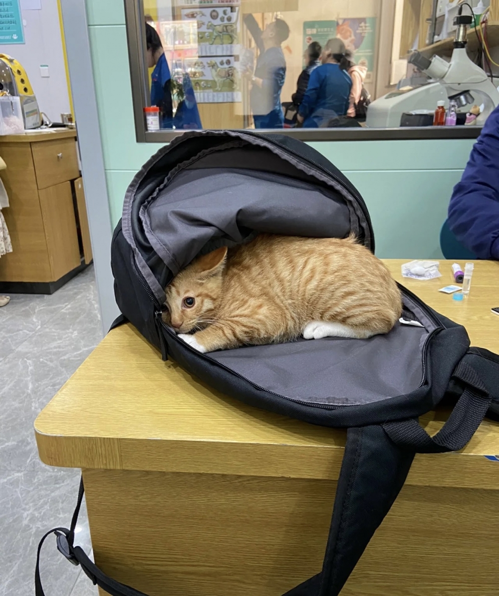 奴才：別怕，都已經打完針了