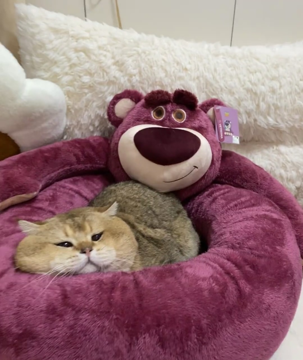 奴才:你怎麼還拉我一起賴床呢?