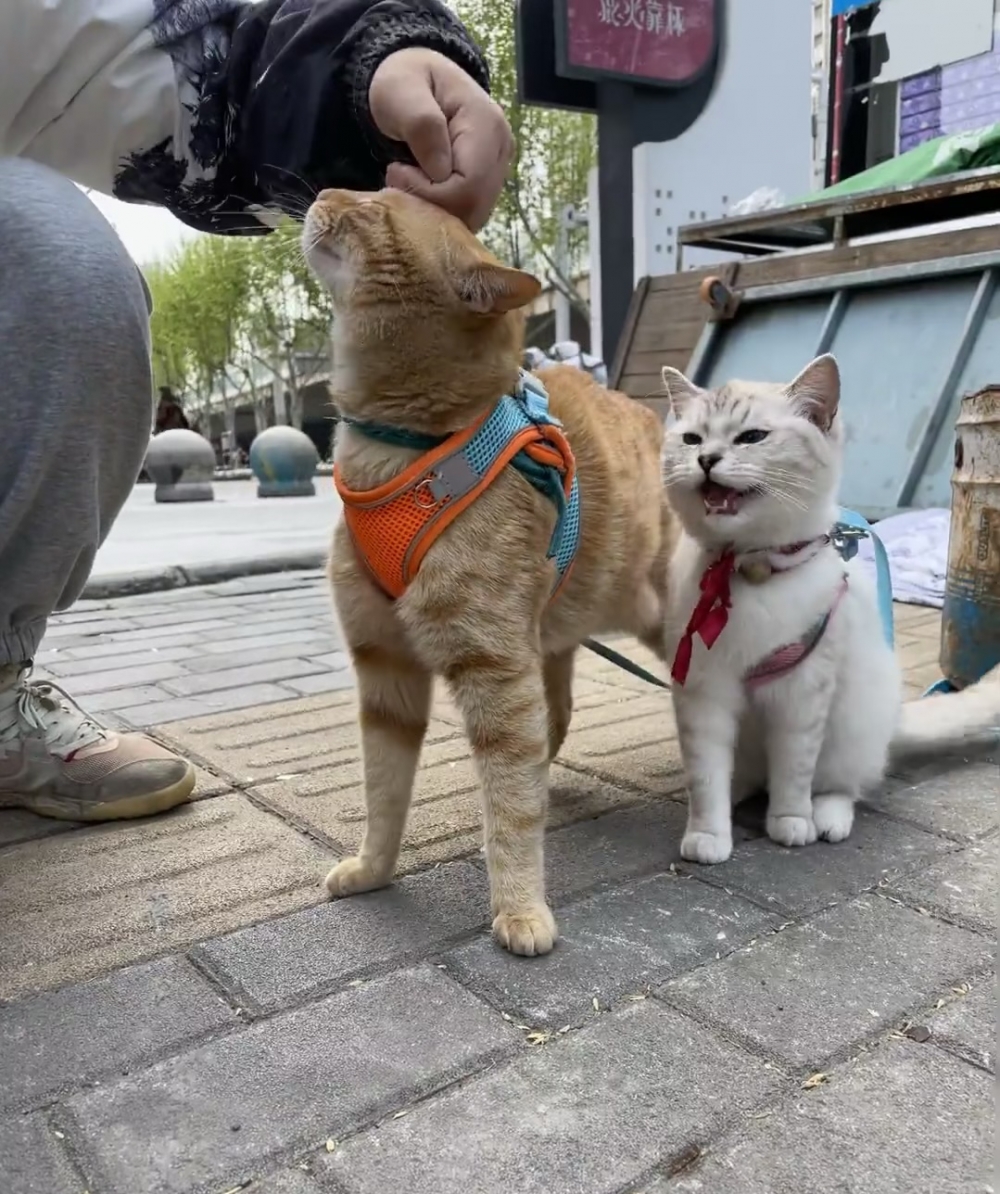 霸總喵：做什麼拆穿人家喔