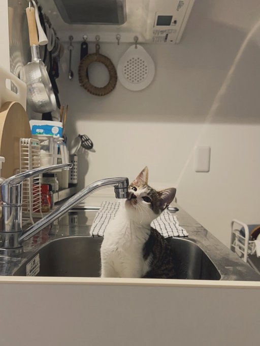 奴才:好喔~期待你的表現啦