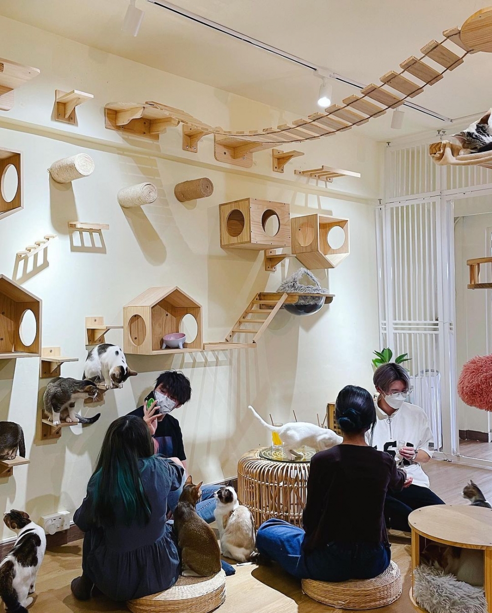 Cat Jungle 貓島