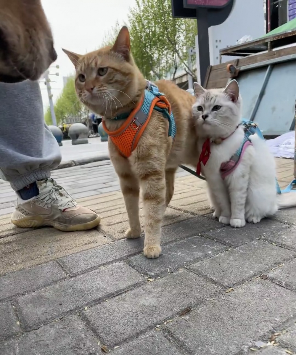 嬌妻喵：本宮是王背後的女人喔～