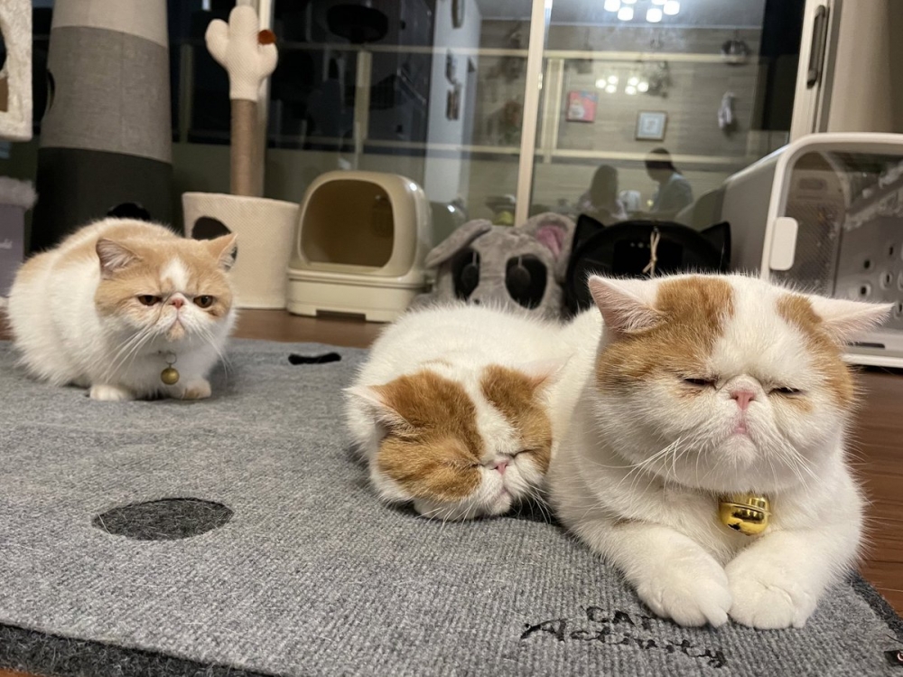 奴才：這樣我會有壓力捏