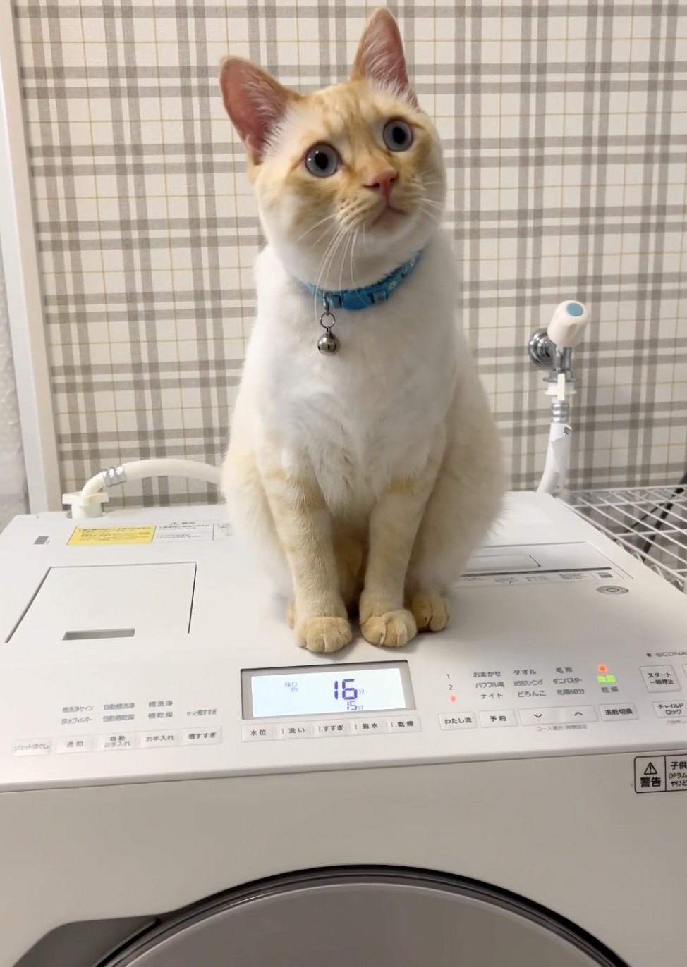 奴才:這就是純粹的貪玩啊