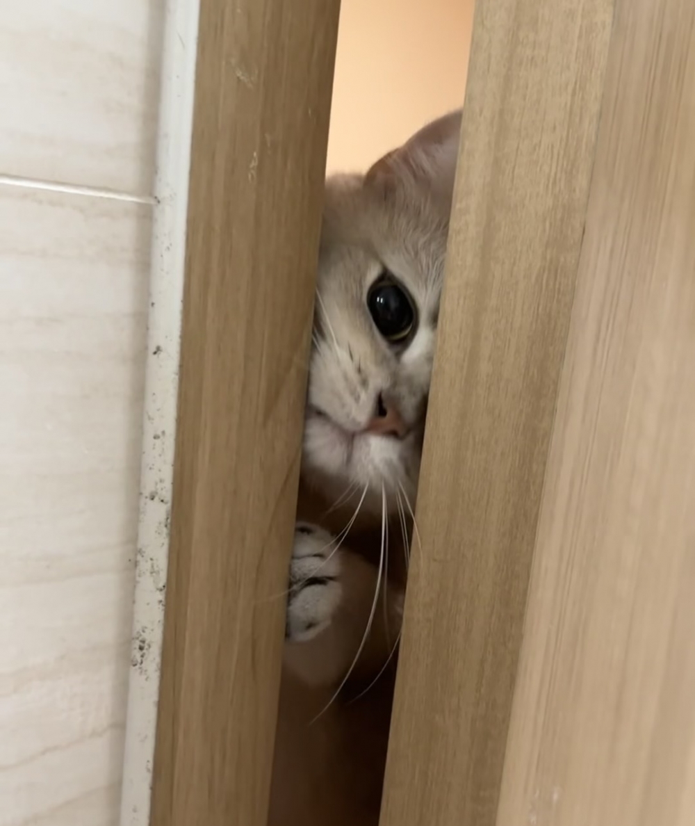 奴才：你怎麼會發現啊～