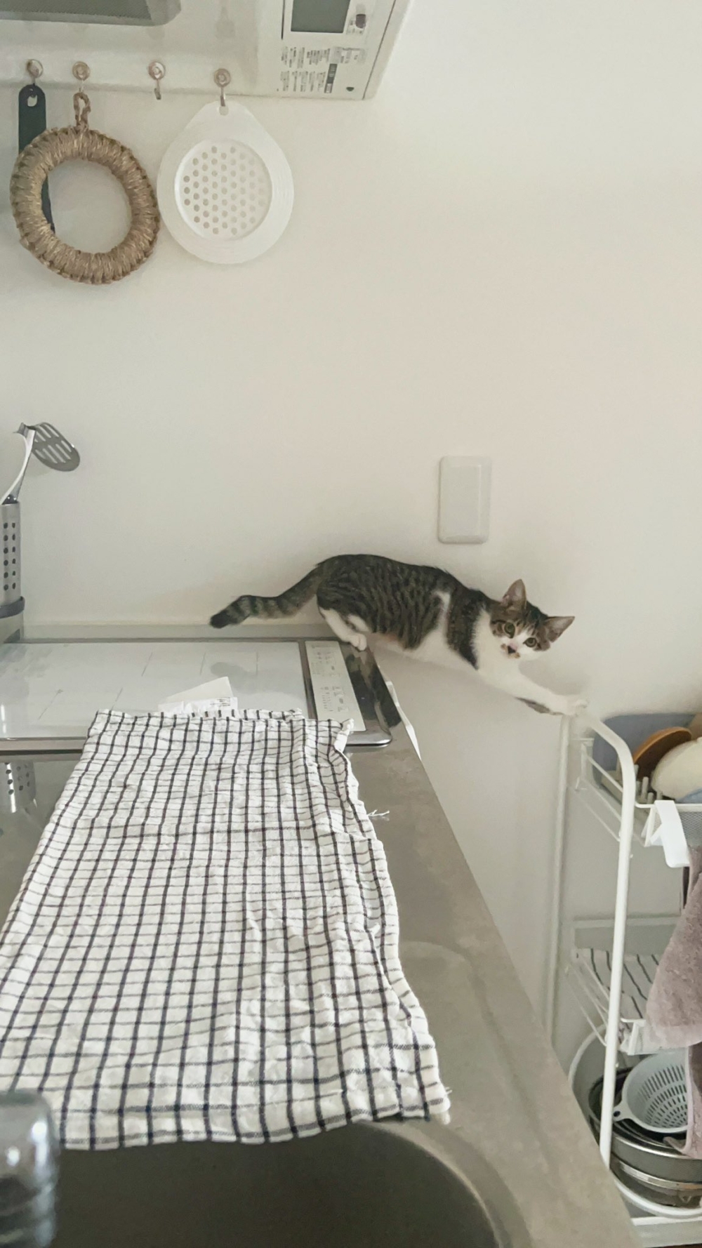 奴才:我就說怎麼今天那麼安靜啊