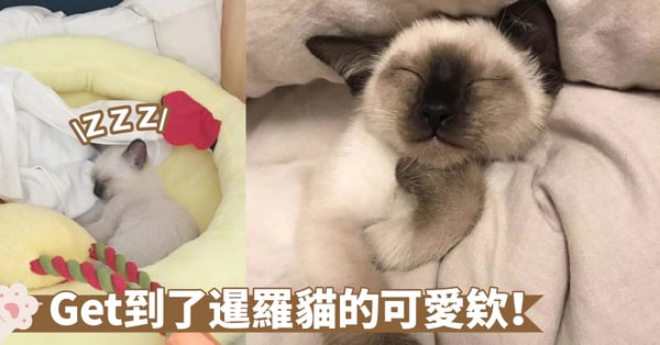 易烊千璽的首隻寶貝貓咪竟是俗稱的「挖煤貓」!究竟暹羅貓有什麼獨特之處呢?