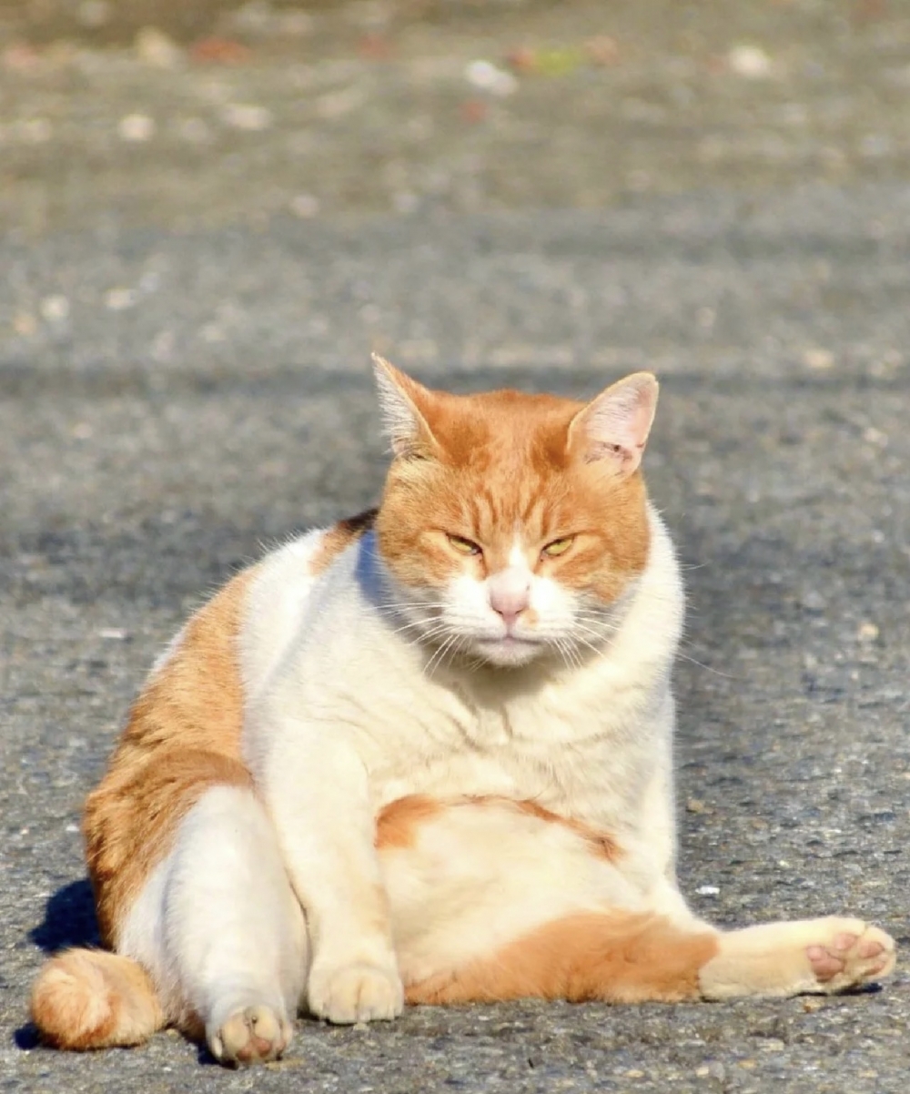 奴才：我考慮一下吧