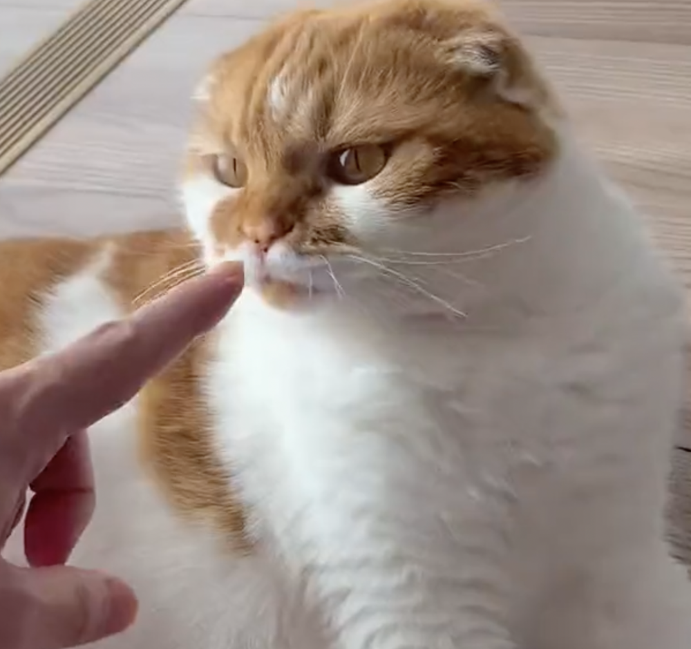 奴才：今天吃過了，不行再吃囉 