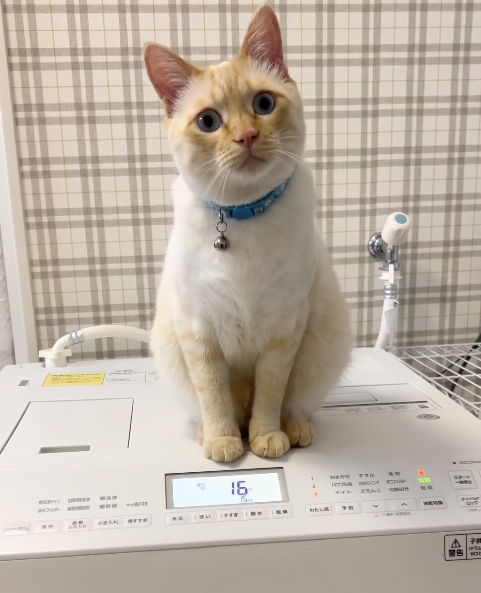 喵:反而更想睡了