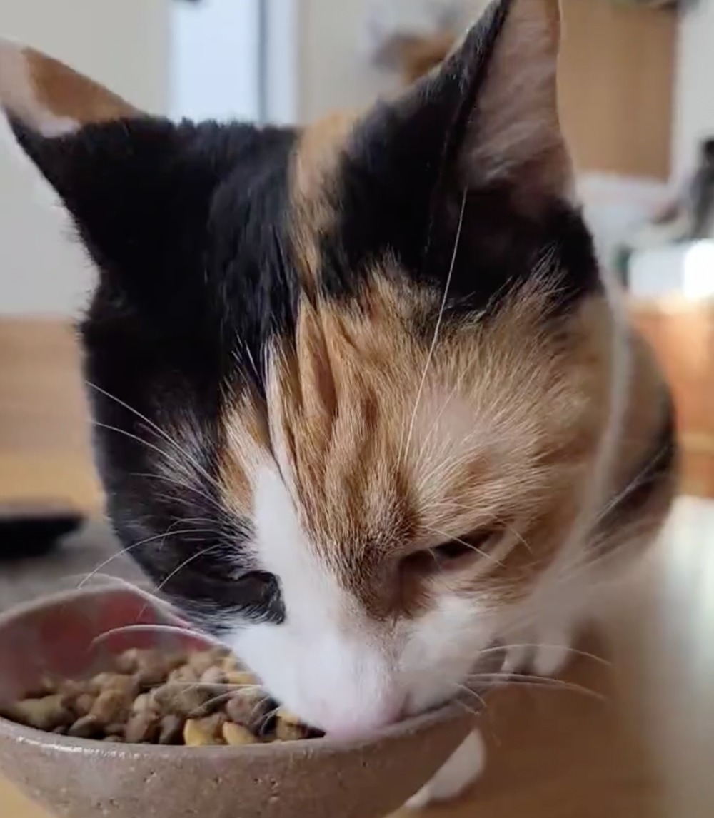 奴才：你還真的很會嘛～