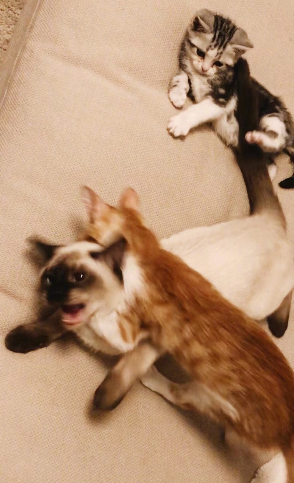 「二十」，「海豹突擊隊隊長」，「石榴」