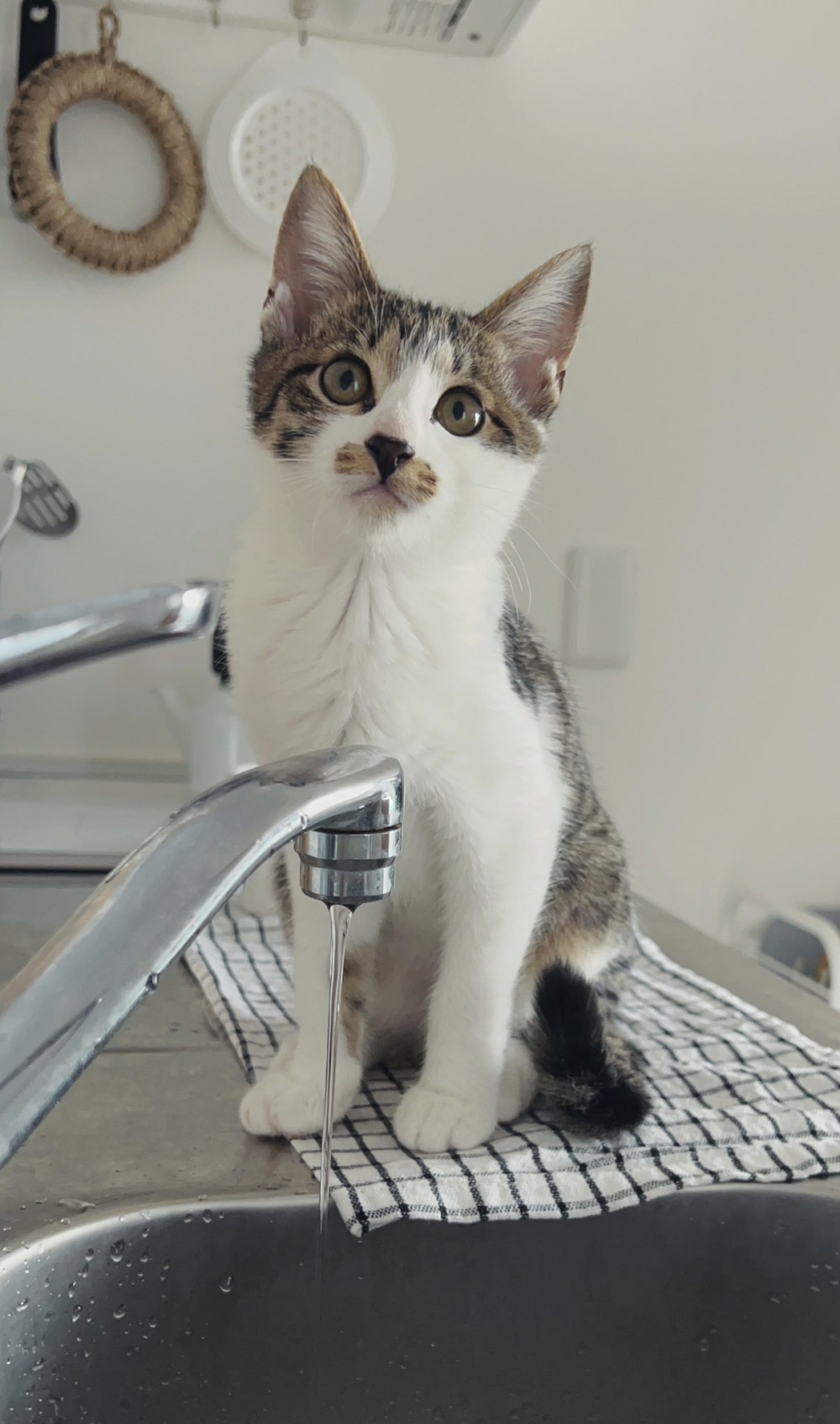 奴才:沒事了~下次小心一點喔