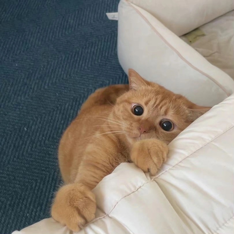 奴才：完了，你太瞭解我了