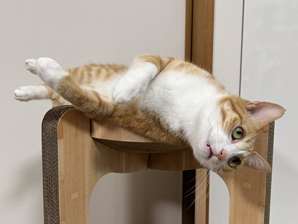 奴才:但是這裡感覺很危險欸