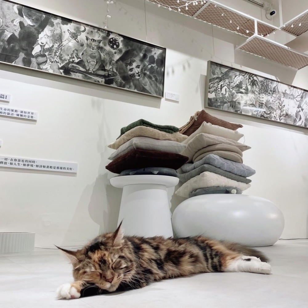 紅玥緬因貓藝廊 Red Moon Mainecoon Gallery