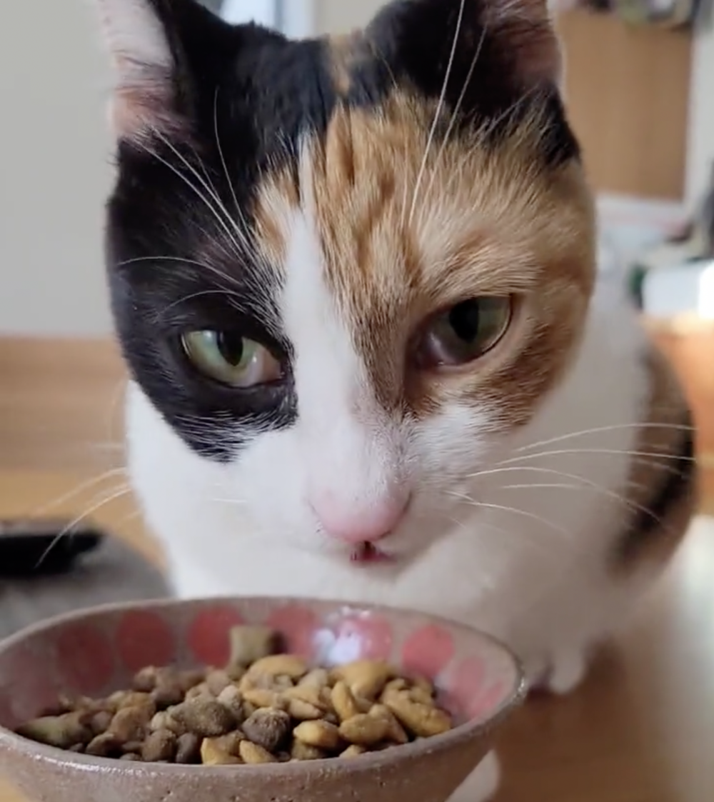 奴才：真是天賦異稟欸