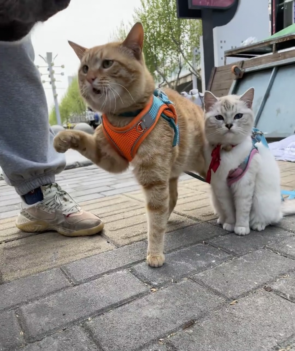 嬌妻貓：好帥啊～～