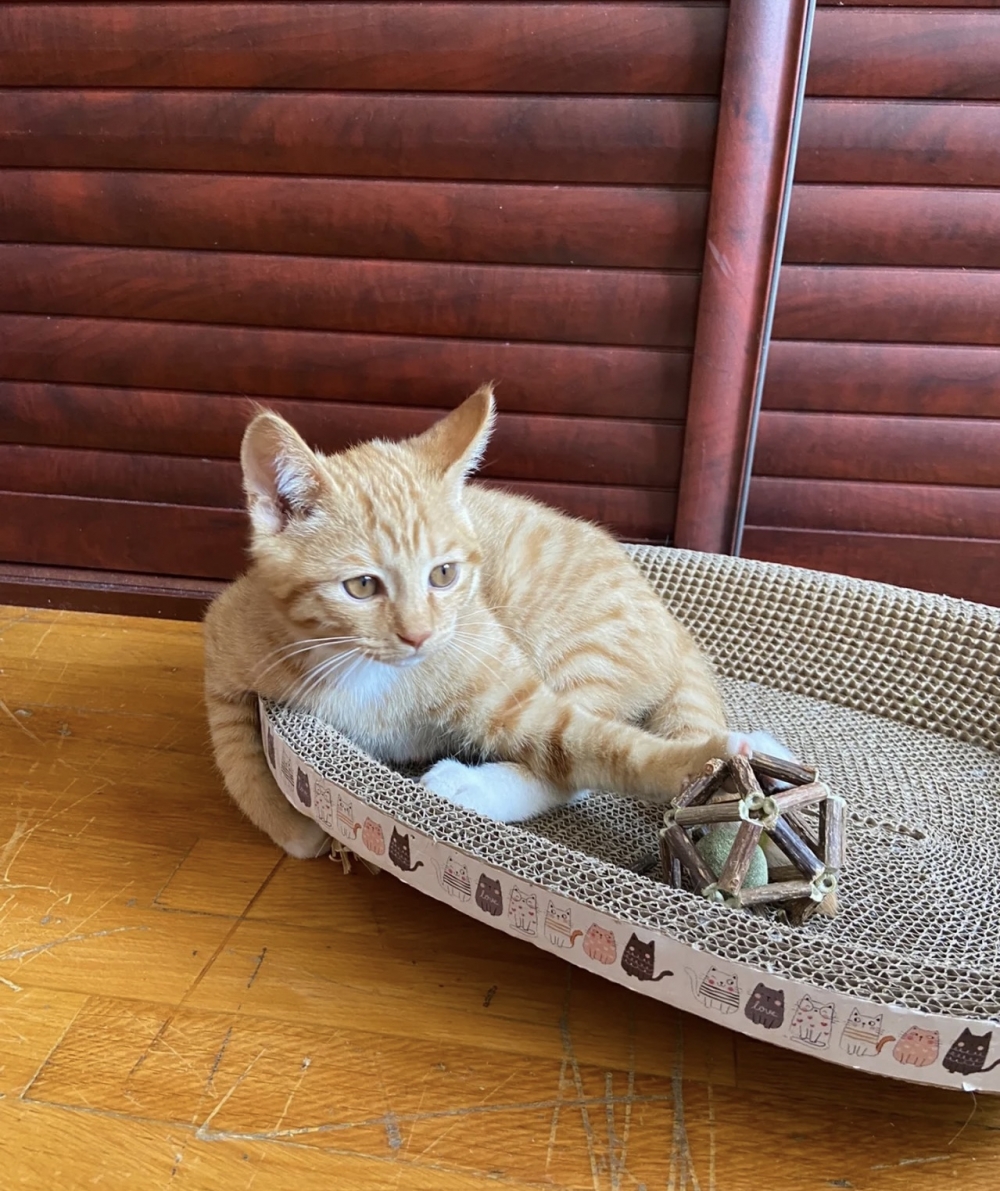 喵：家裡才是朕的天下囉！