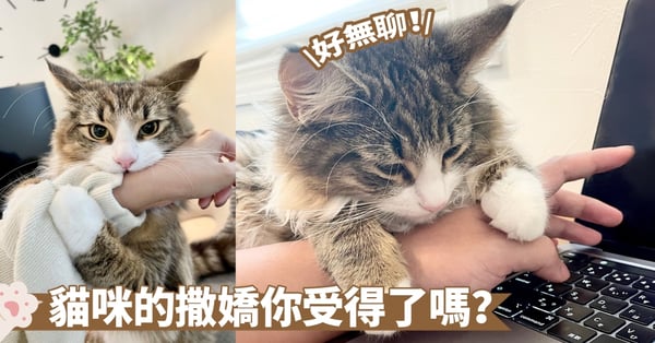 陪陪人家嘛~既然貓咪沒有受到搭理,那就只能使出大絕招啦!喵:你休想工作了