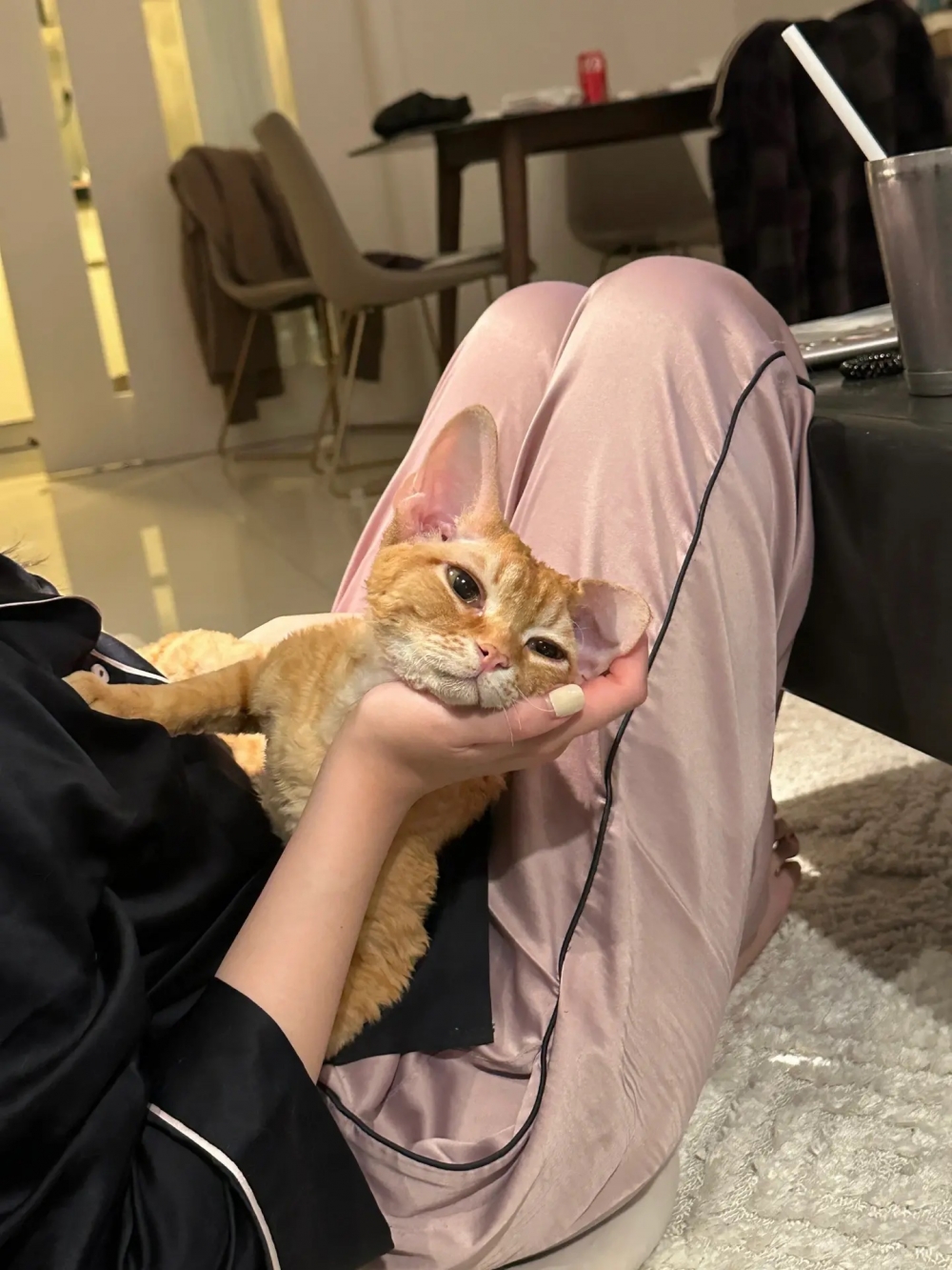 奴才：哇喔～會撒嬌還會說話呢！