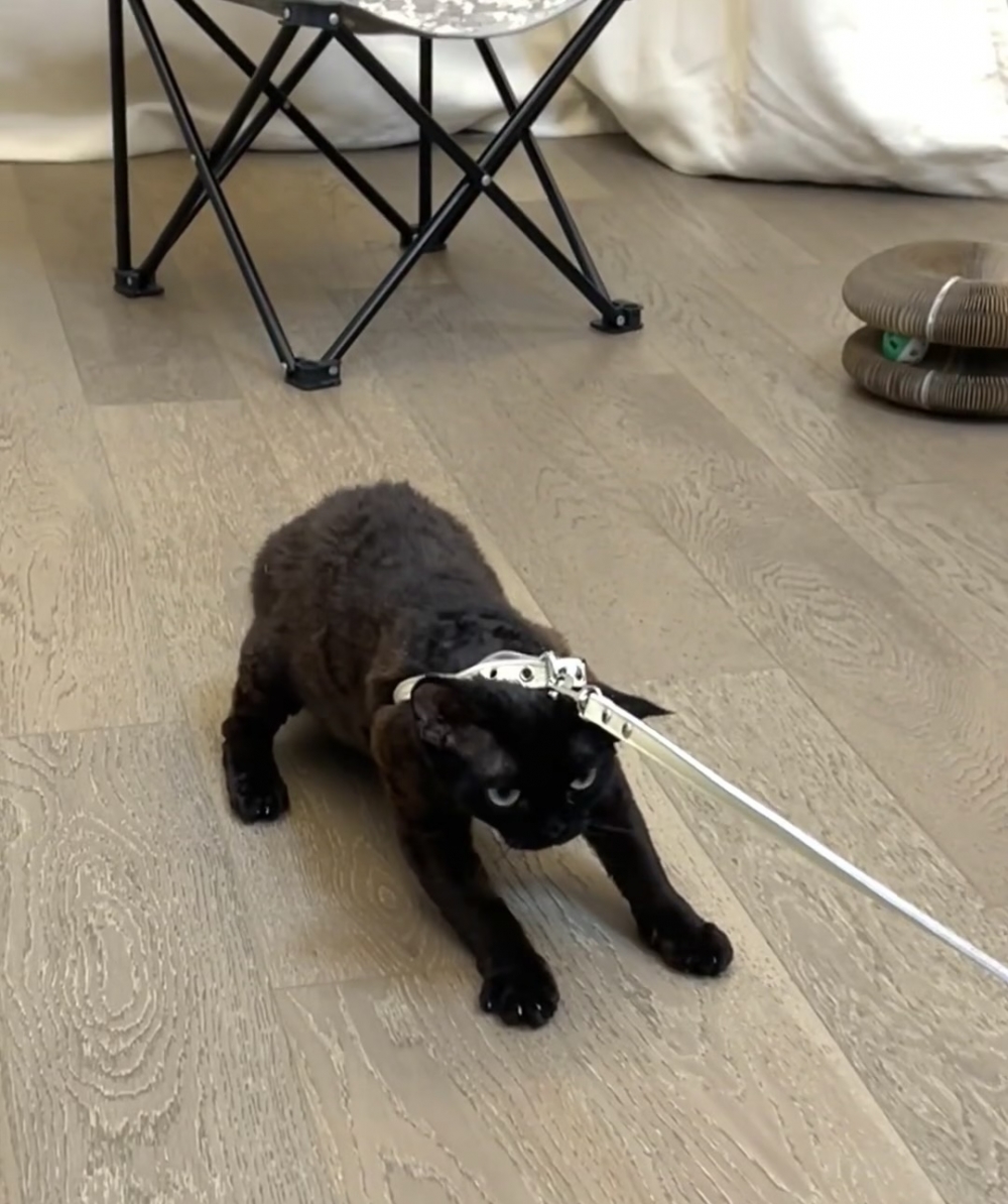 奴才：這可由不得你喔