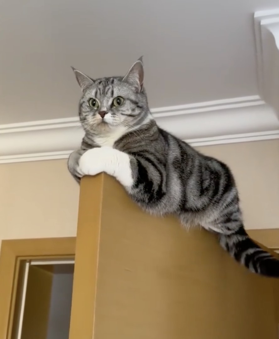 奴才：你看看肥肉都溢出來了