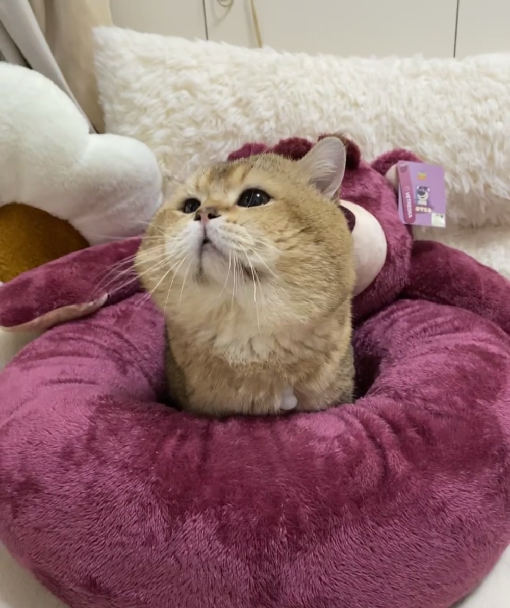 喵:現在只有吃的能趕走朕的瞌睡蟲啦