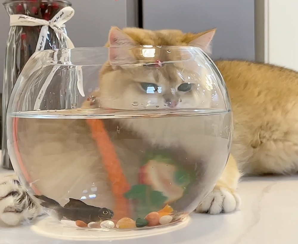 奴才：但是魚兒看見你的樣子非常可怕啊