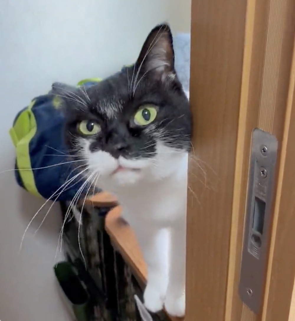 奴才:進屋吧~給你拿好吃的