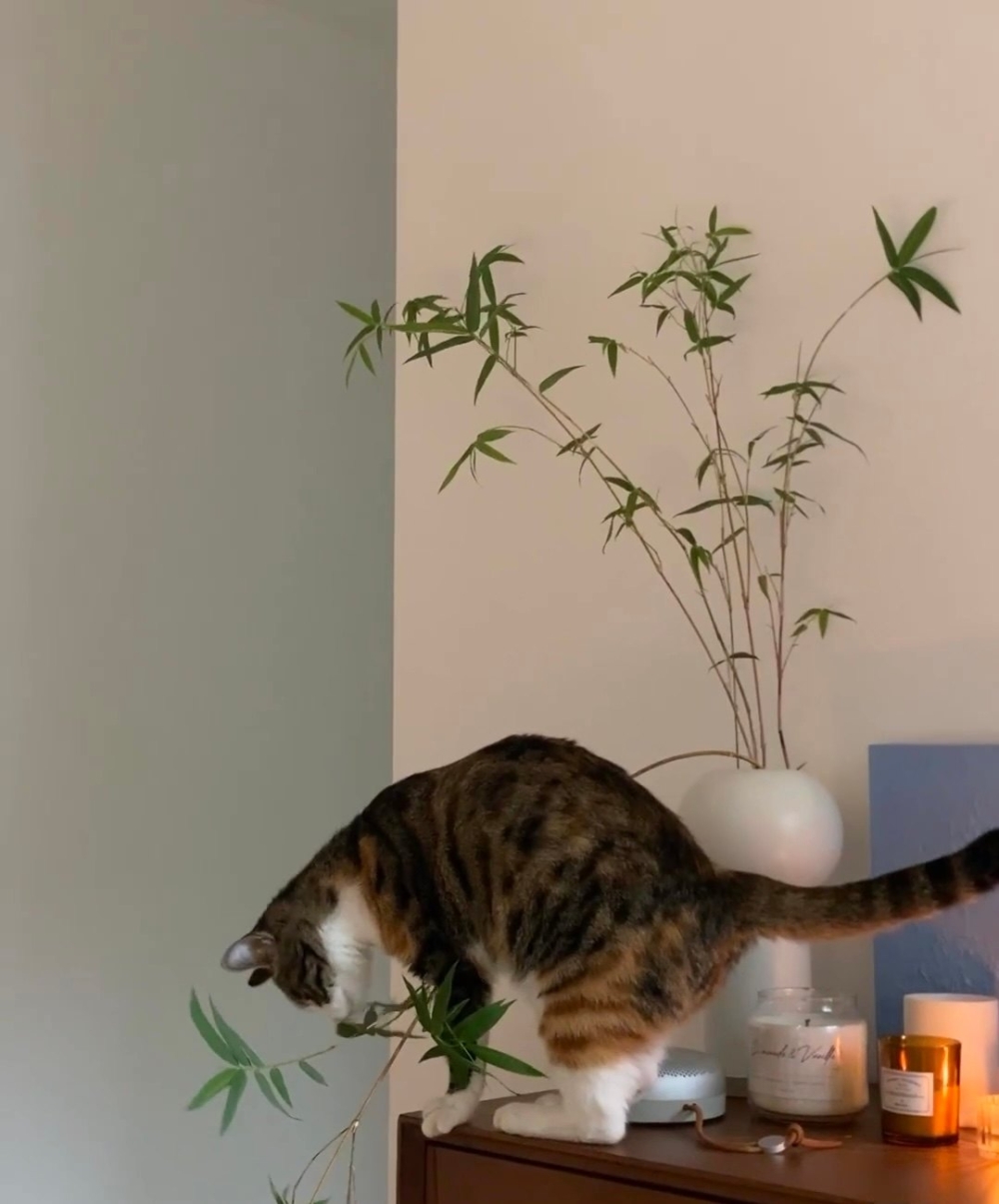 奴才：我真的要投降了