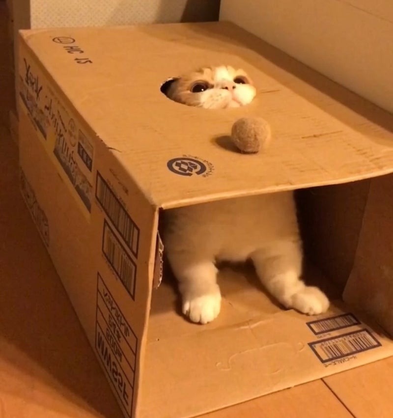 奴才：那你就拿不到毛球囉