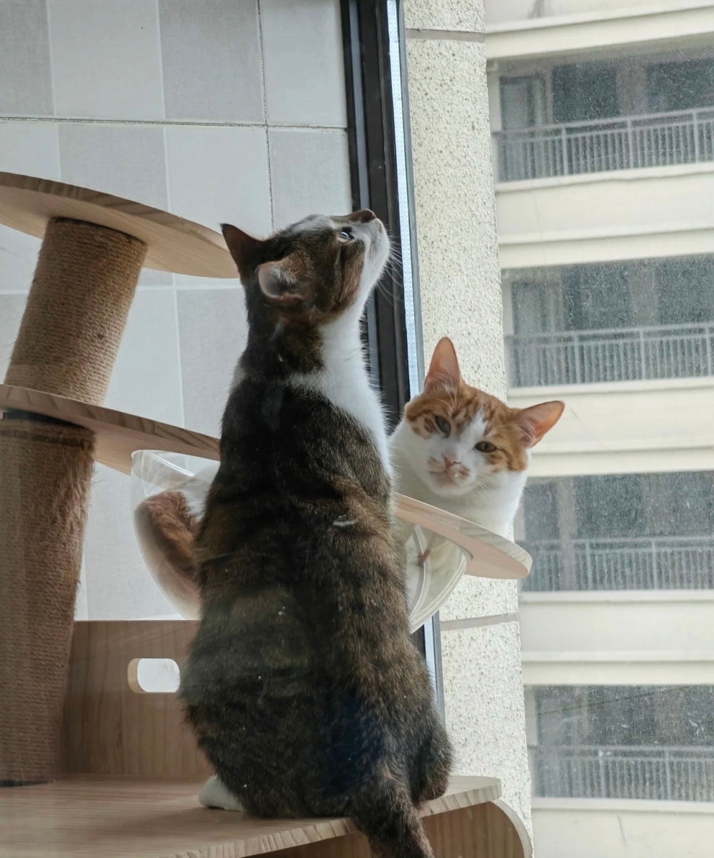 奴才：這要提前防範啊