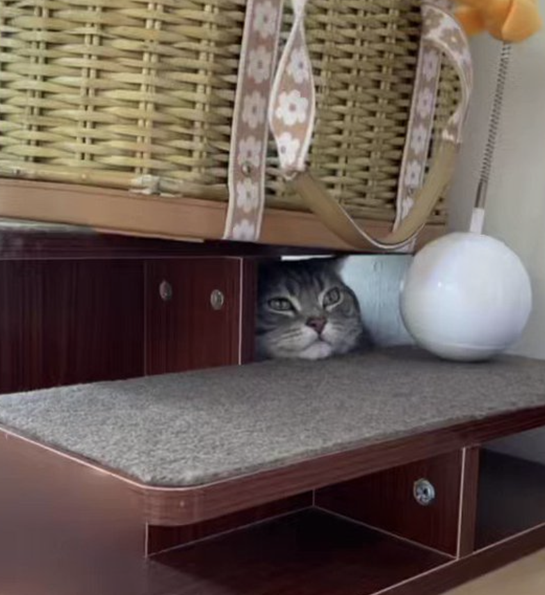 奴才：真的太會躲，我都不知道這裡還有個「躲貓貓」的好地方