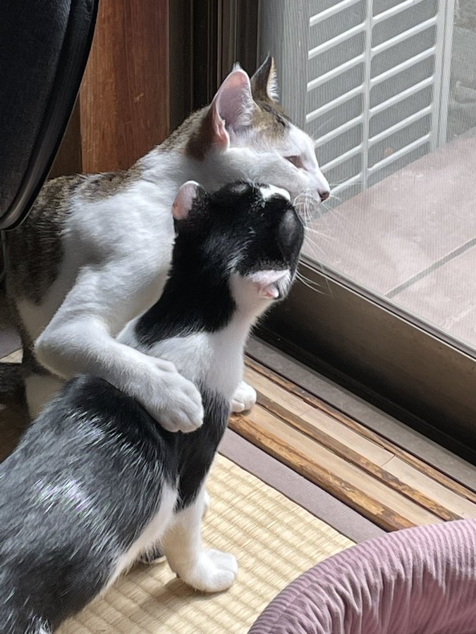 奴才：咦～你好肉麻啊！